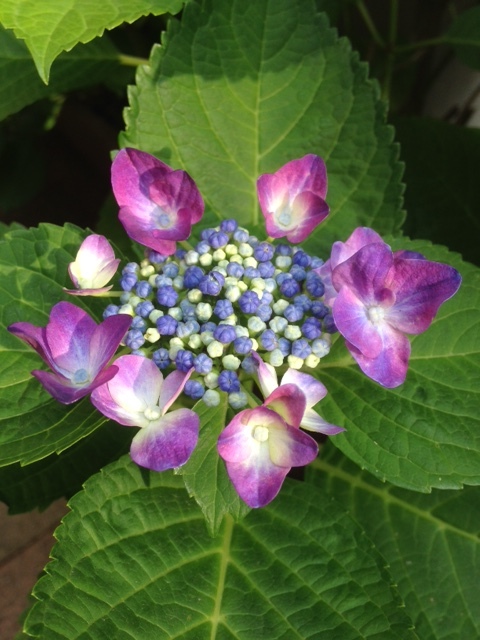 c0241434_15270190.jpg