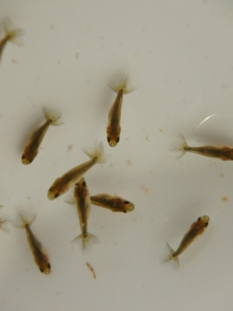 f0334143_8503876.jpg