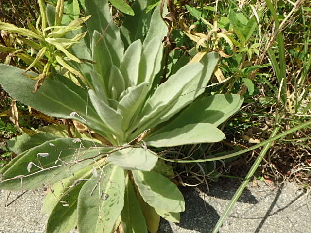 f0334143_8571511.jpg