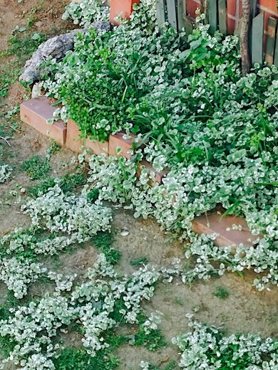 a0123450_16083531.jpg