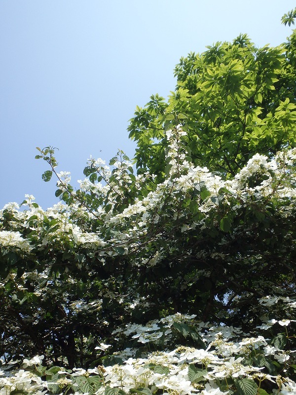 c0097754_10124833.jpg