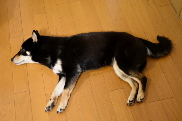 f0363156_17421559.jpg