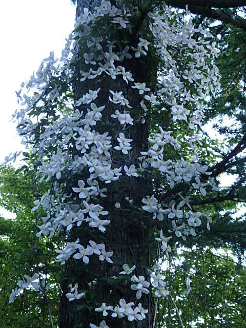 e0017562_07043575.jpg