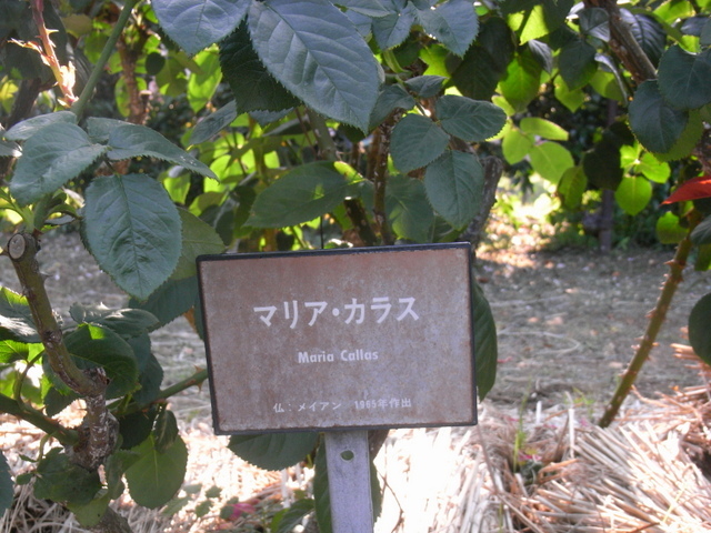 e0361081_18330507.jpg