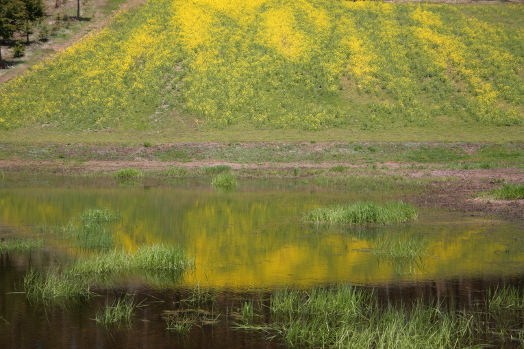 e0165983_11224553.jpg