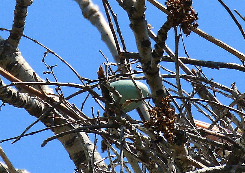 c0113597_1484712.jpg
