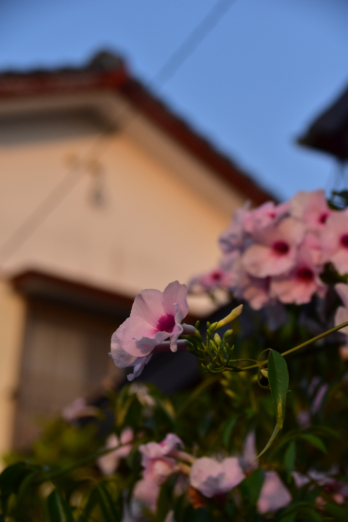 c0049299_22312579.jpg