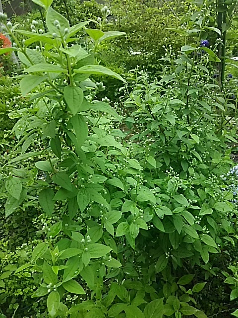 f0316507_16471514.jpg