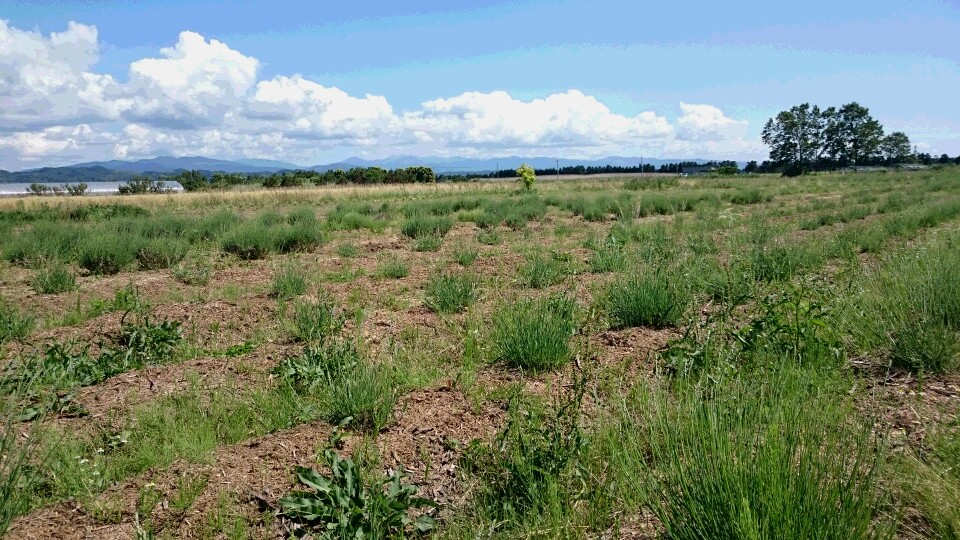 e0172608_20315115.jpg