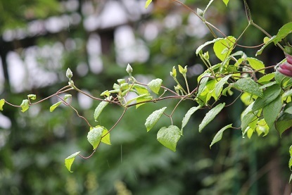 f0325309_15550793.jpg