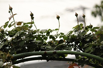 f0325309_15552017.jpg