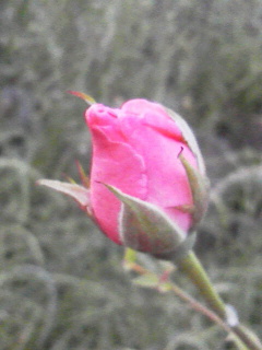 f0036223_2012231.jpg