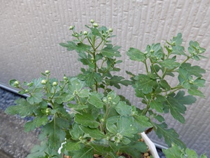 e0033229_18515188.jpg