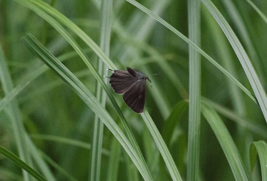 a0126632_14242659.gif