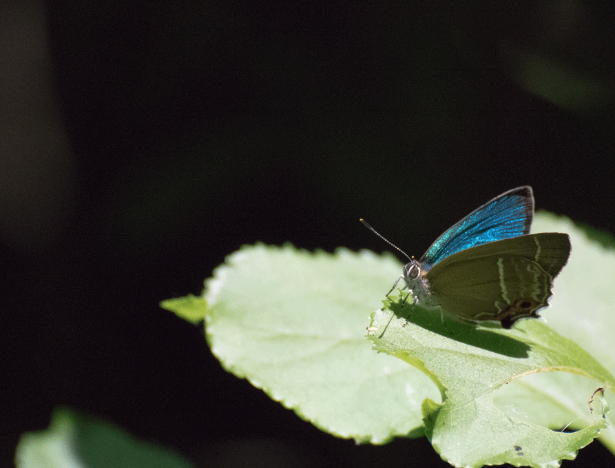 a0126632_14283546.gif