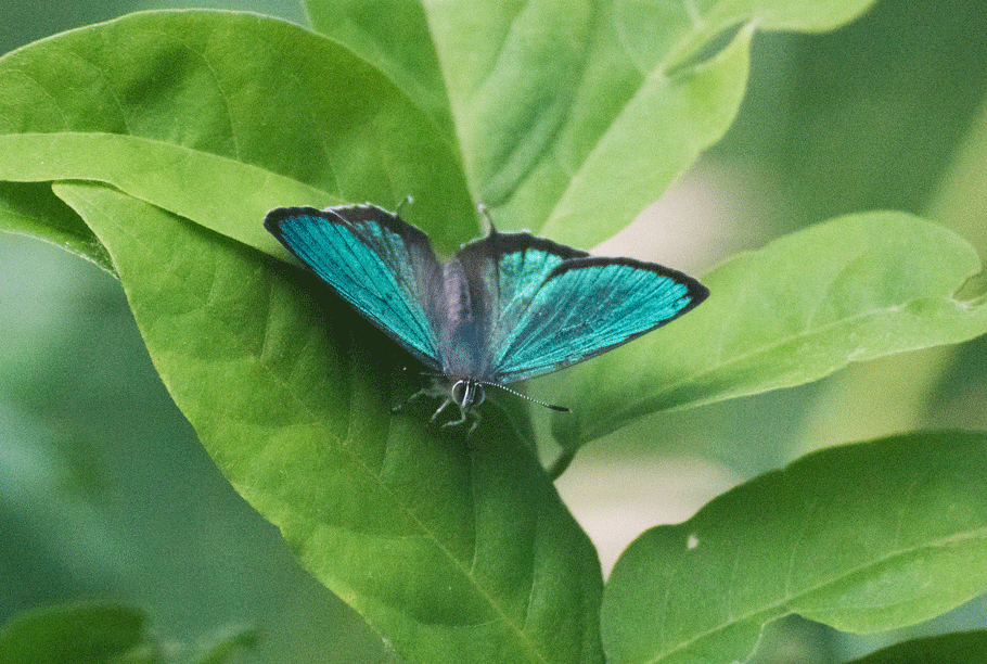 a0126632_14304240.gif