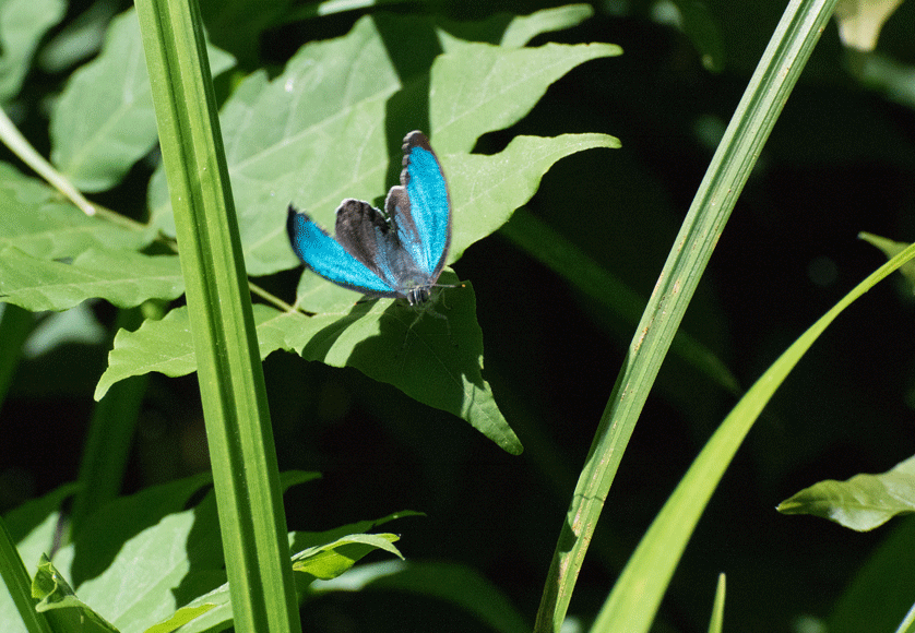 a0126632_14353821.gif