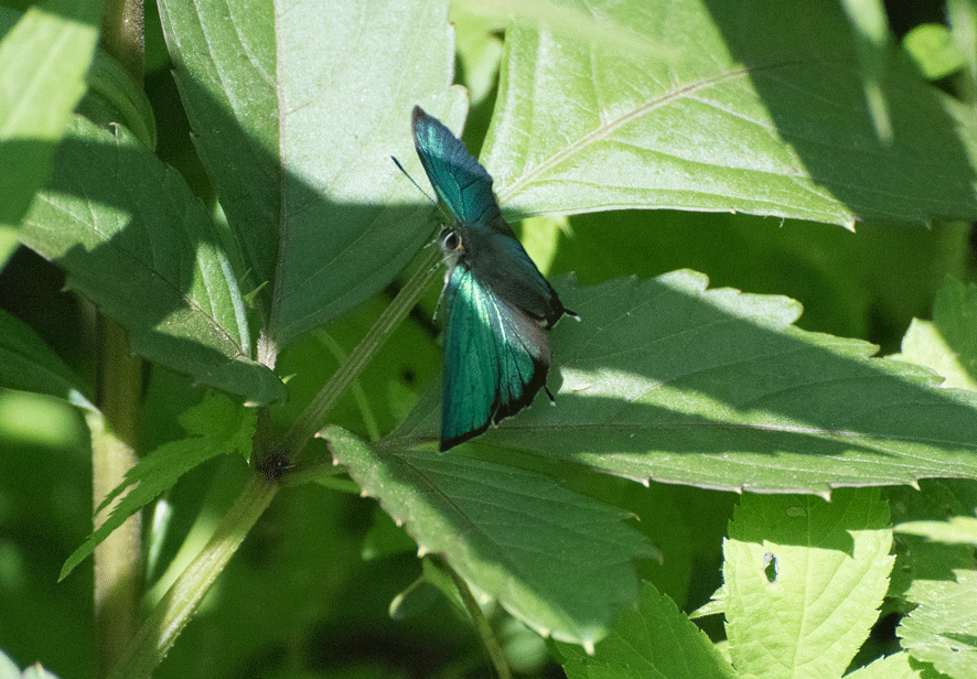 a0126632_14355831.gif