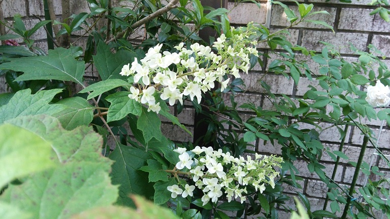 f0002833_1213717.jpg