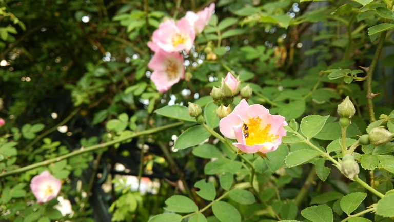 f0002833_1215855.jpg