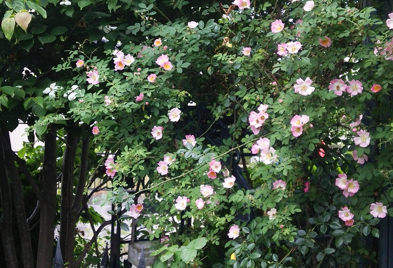 f0002833_1221066.jpg