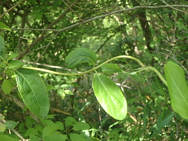 f0334143_1855456.jpg