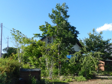 e0172950_20201558.jpg
