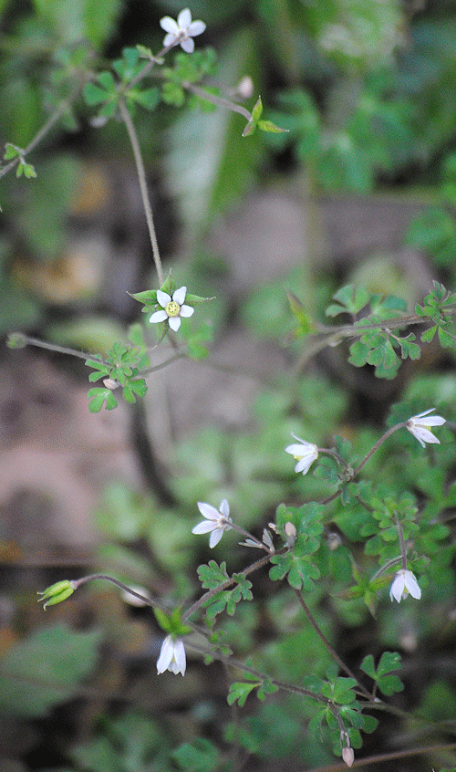 a0001354_23040596.gif