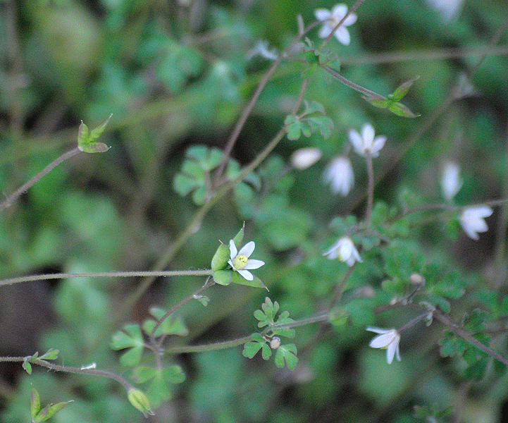 a0001354_23061010.gif