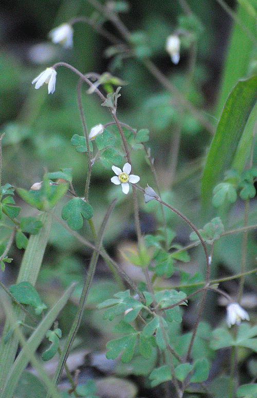a0001354_23065291.gif