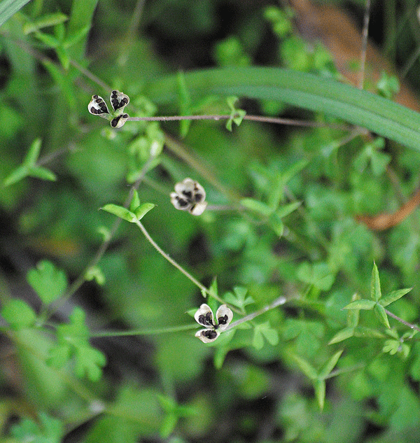a0001354_23143570.gif