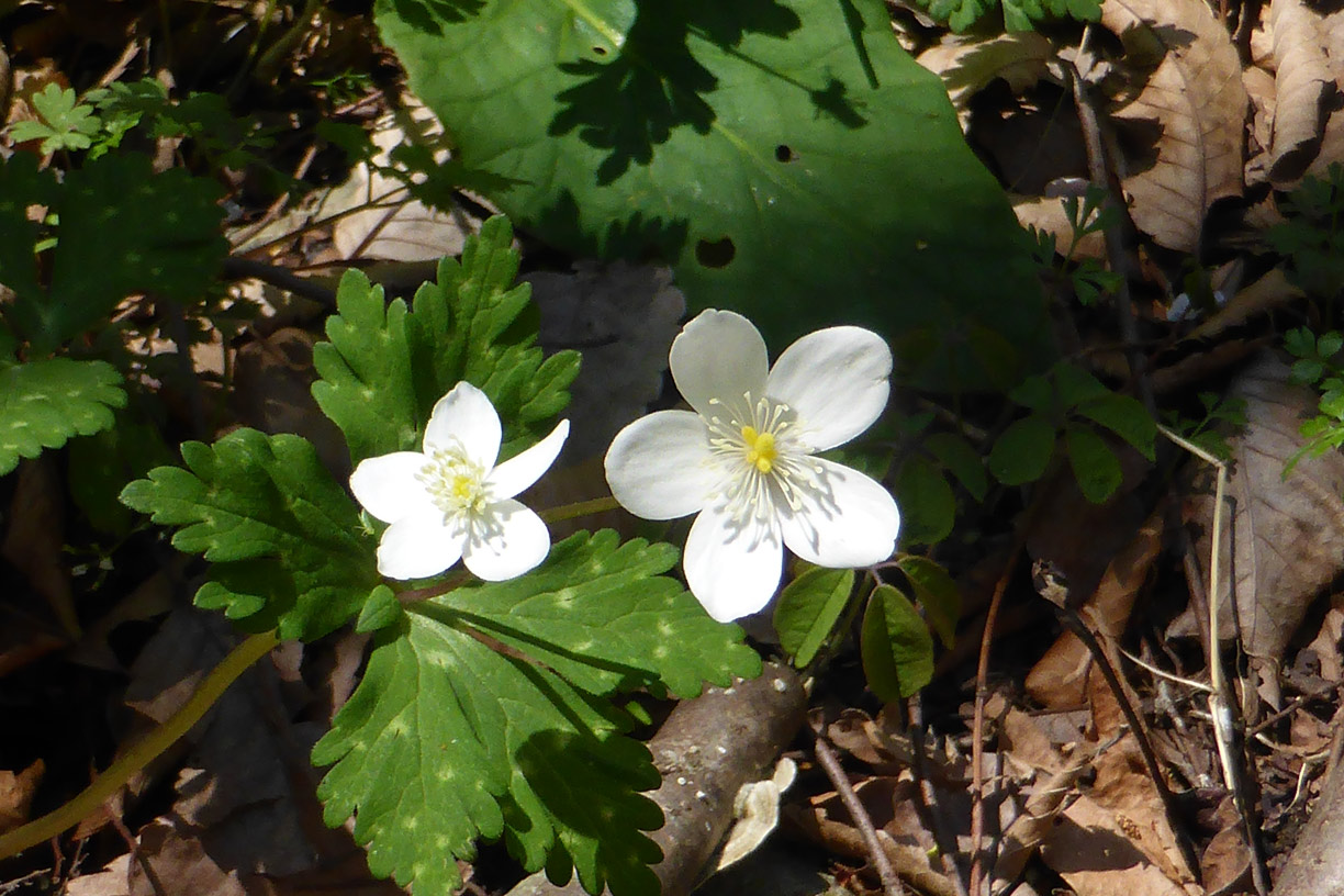 a0019668_16245233.jpg