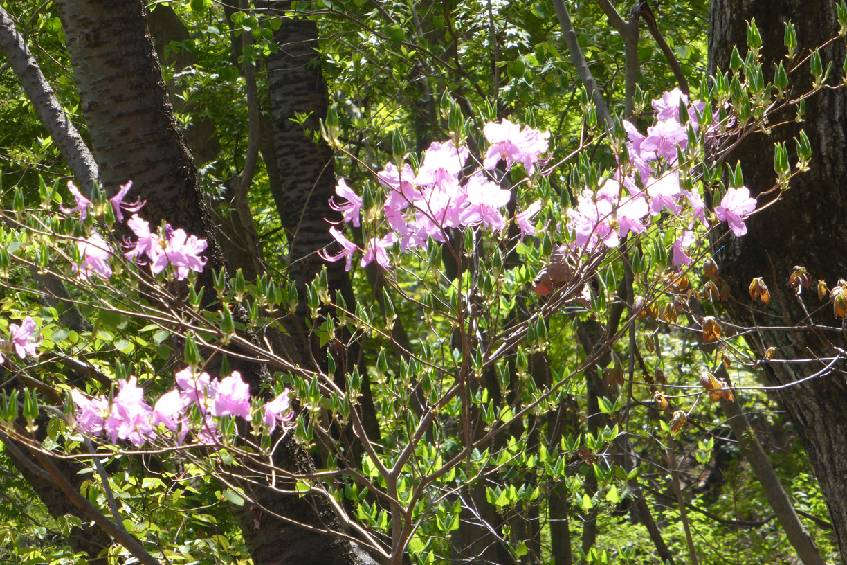 a0019668_1658916.jpg