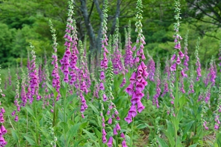 c0303868_06242742.jpg