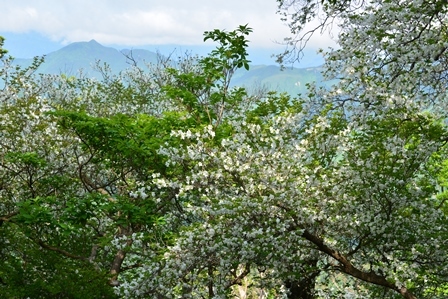 c0303868_06315701.jpg