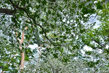c0303868_06323388.jpg