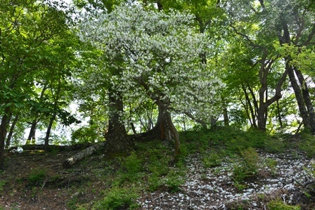 c0303868_06333790.jpg