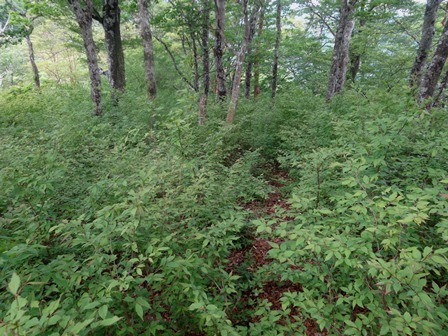c0303868_06451212.jpg