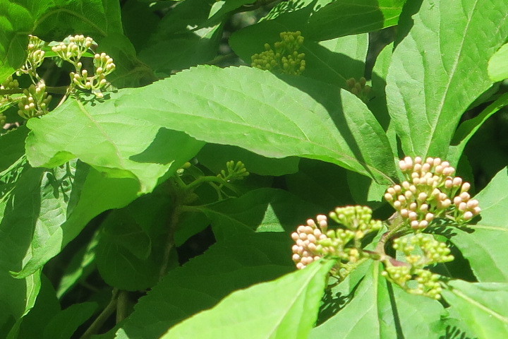 e0292172_20131045.jpg