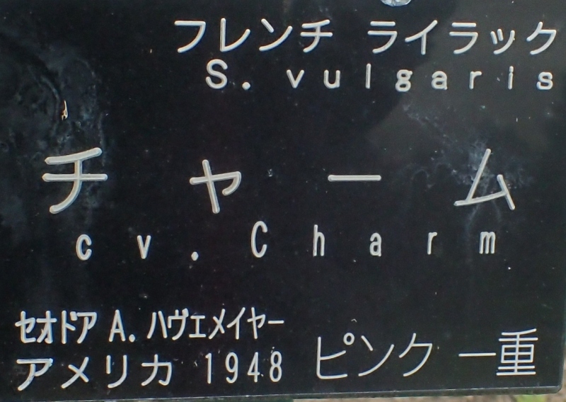 c0183777_12165142.jpg