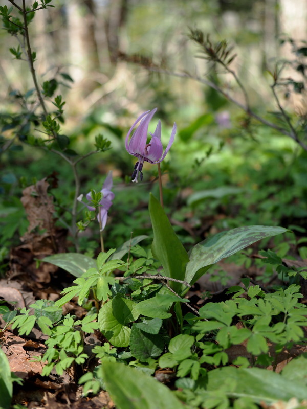 f0372177_17285467.jpg