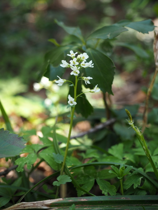 f0372177_17350029.jpg
