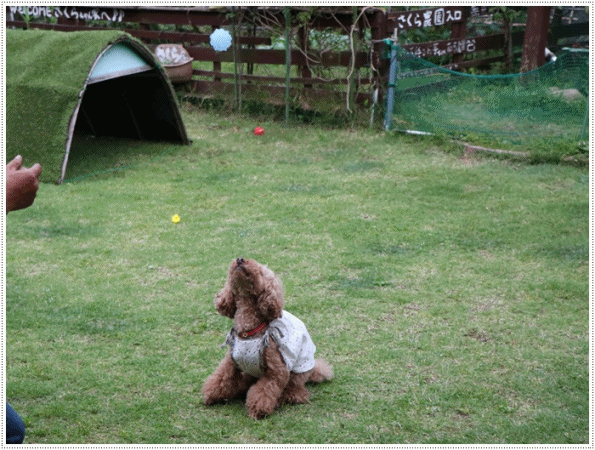 b0175688_00473438.gif