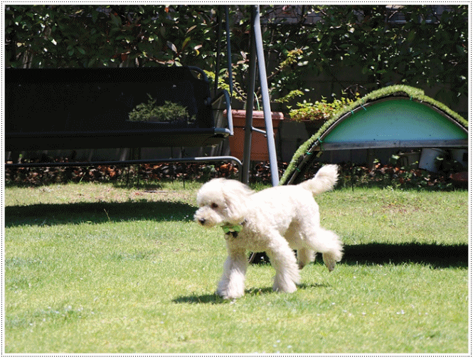 b0175688_20402078.gif
