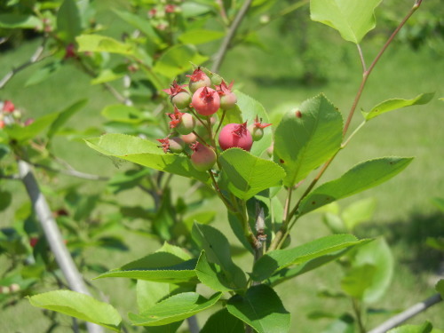 b0144891_17003915.jpg
