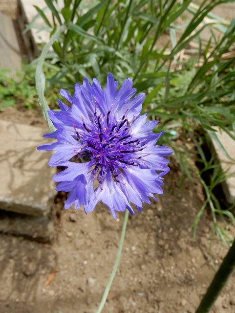 e0025300_21363746.jpg