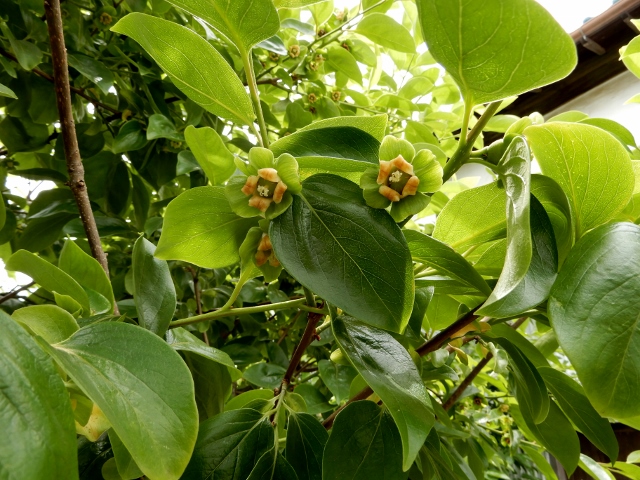 e0025300_2139386.jpg