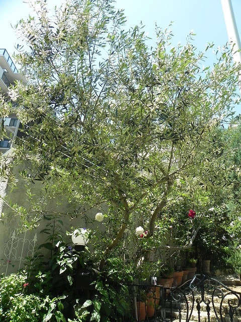 c0152002_18360266.jpg