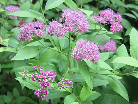d0046702_09034320.jpg