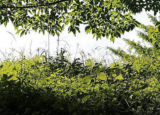 c0178009_18452042.jpg